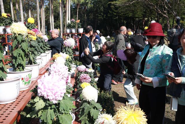 多图直击！第41届深圳东湖公园菊花花会开幕