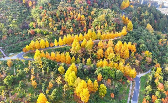 旌德，红黄橙绿白～