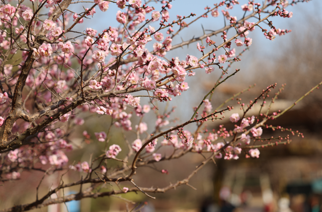 快冲！即将开遍日照！