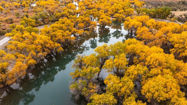 金色胡杨 装点大地