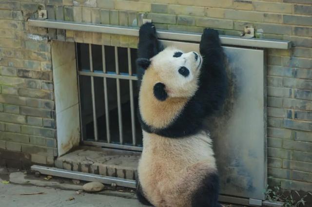 【2026成都冬令营】雪韵蓉趣，嗨玩蜀冬：解锁巴适成都生活！