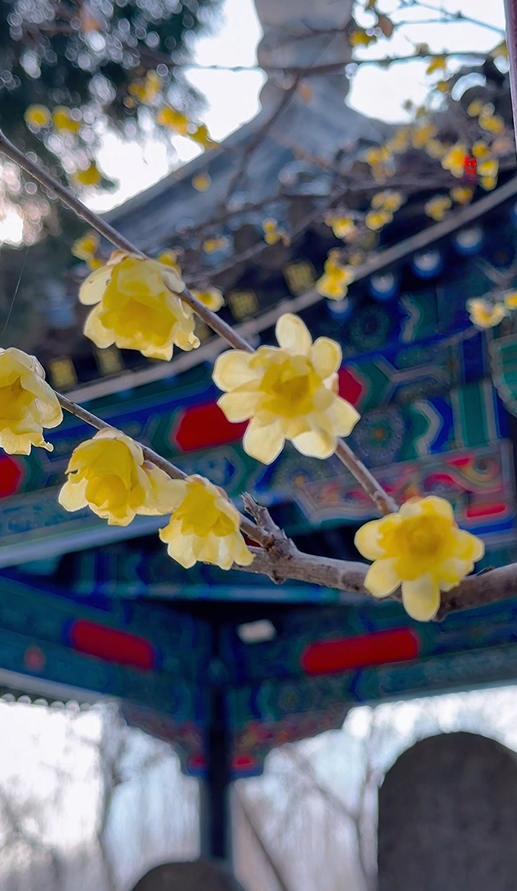 花开有时・四季有诗