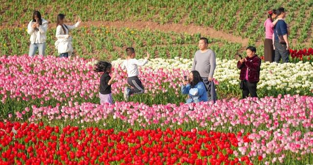 春花争艳游客旺