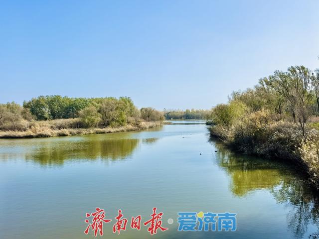 一年四季 泉在济南丨济溪湿地秋意浓：水鸟翩跹戏碧波，生态画卷入眼来