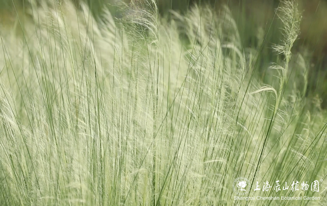 粉色“薄雾”弥漫，荻花飘逸洒脱……申城观赏草进入“最佳赏味期”