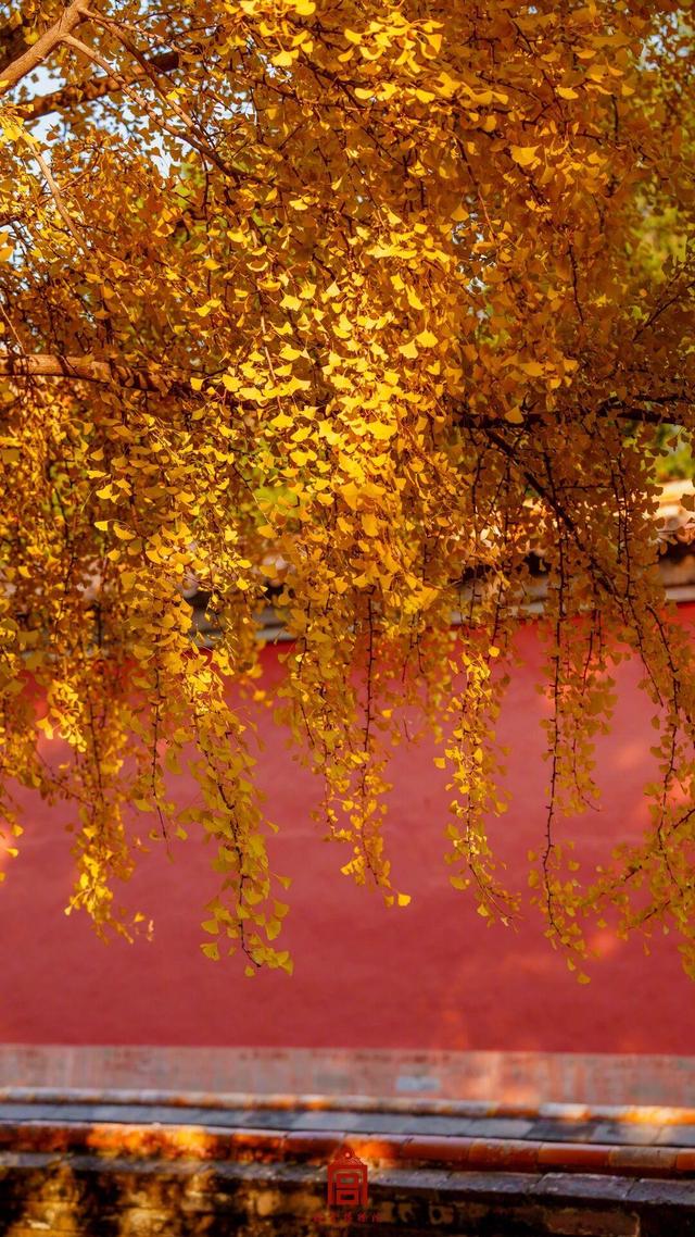 故宫秋日壁纸，上新了！