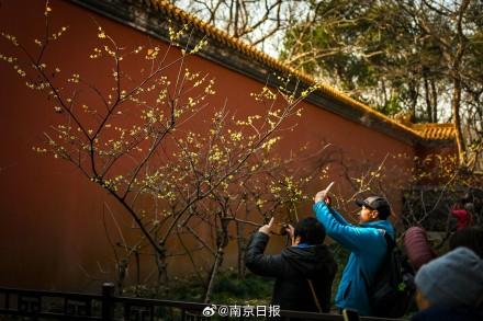 蜡梅盛开，香气袭人