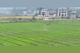 四川开江：加强冬季田管 确保明年小麦稳产增量图片