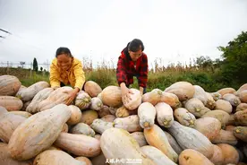 【天眼影像】贵州黔西：南瓜丰收正当时图片