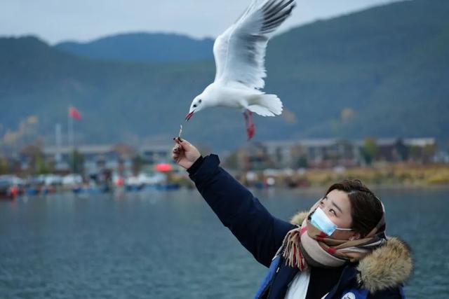 泸沽湖冬日限定浪漫：乘猪槽船，赴一场红嘴鸥之约