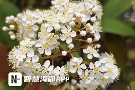 又臭又美 一言“楠”尽！石楠花、盆架木、臭牡丹……你知道吗？图片