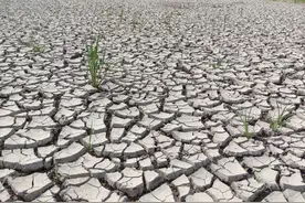 探访因严重干旱危机重重的亚马孙雨林图片