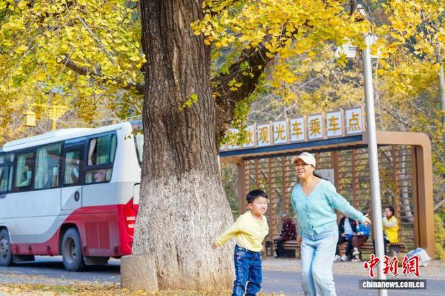 湖北安陆千年银杏林换“金装”