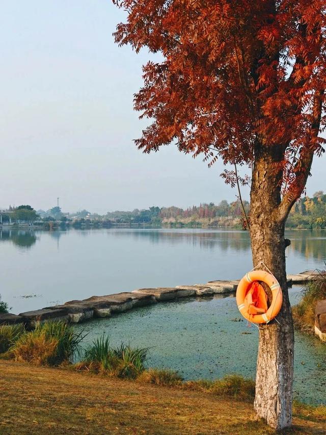 别错过，成都公园里的绝美冬景！