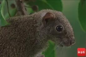 《这里是海南·秘境寻踪》第四季｜第八集：觅食记图片