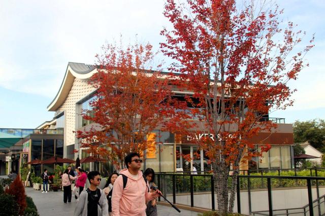 江苏苏州：初冬叶绯红，游客醉美景