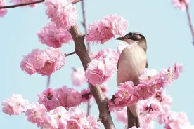 邯郸， 处处闻啼鸟图片