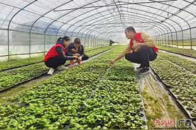 贵港港南区：科技特派员田间献技助春耕图片