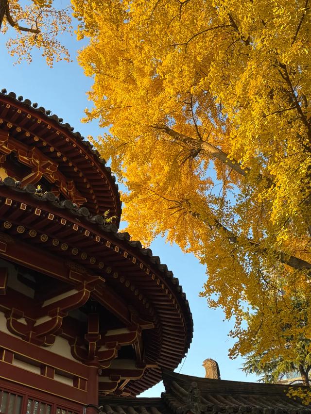 顶级美学!西安这4个园林,美到失语!