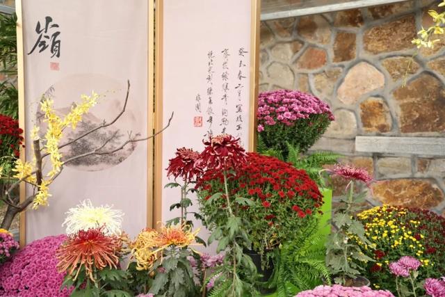 今日开幕！6000余盆菊花绽放，就在海淀这个公园——