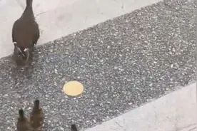 鸳鸯宝宝穿马路“搬家”去西湖，杭州街头车辆避让、城管护送图片