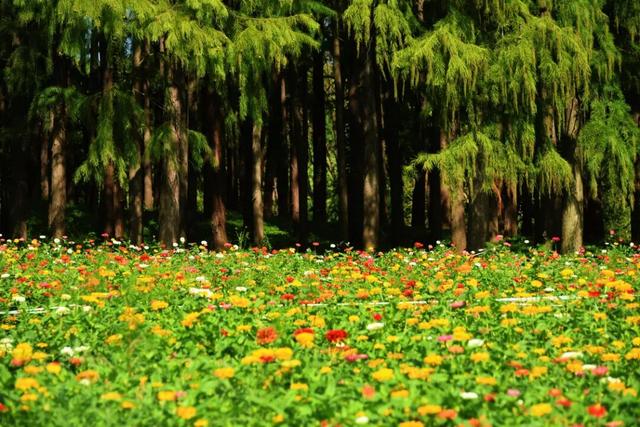 免费打卡5000平方米花海、500个品种菊花……上海“莫奈花园”又上新了！