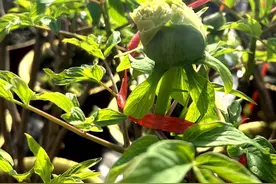 《国色芳华》热播带火菏泽牡丹图片