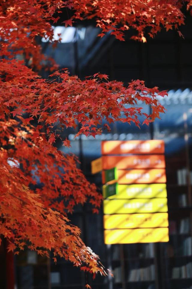 日照色彩派对开启！“美拉德”风景正当时！