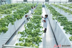 【图片新闻】工人在西和县现代农业示范园马铃薯脱毒种薯雾培联动温室大棚内管护薯种图片
