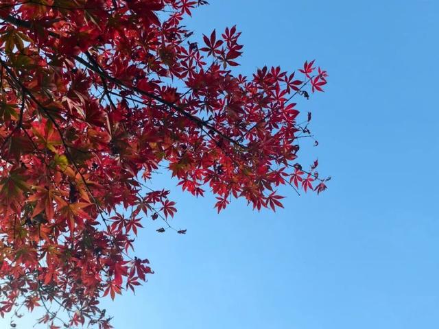 这含“金”量，不摆啦！贵阳的秋天，谁懂？