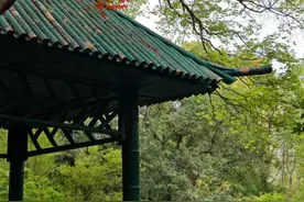 春天也能赏枫叶！上海这个免费公园灿若云霞→图片