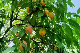 满山飘香！6元一斤，杭州一地水蜜桃大丰收，还有更多应季水果将上新图片