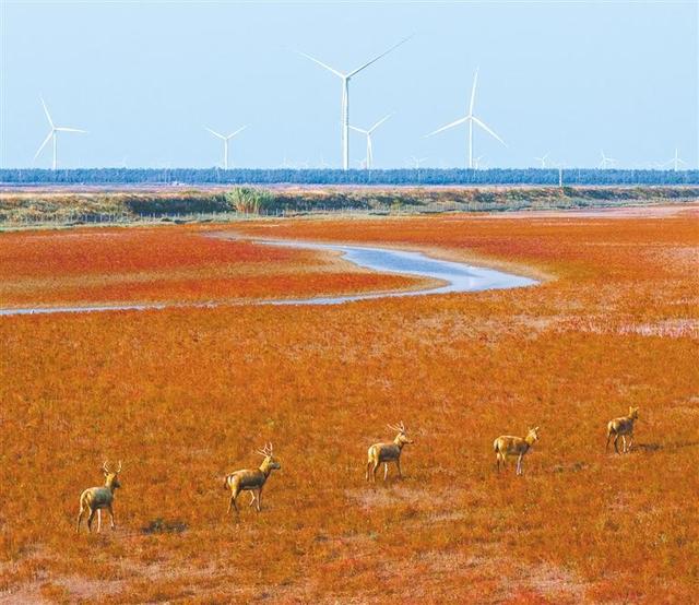 【大美中国】湿地秋色