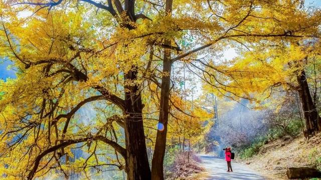 免门票福利！白云山绝美秋色正在上映→