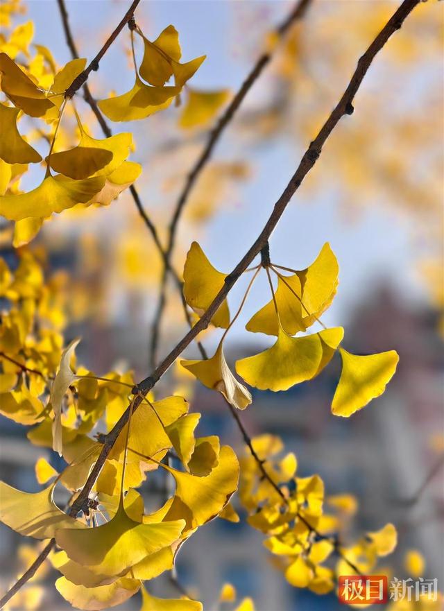 武汉这条“鎏金大道”美出圈，阳光滤镜加持每一帧都超治愈！