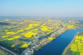 春日限定！松滋万亩油菜花等你打卡图片