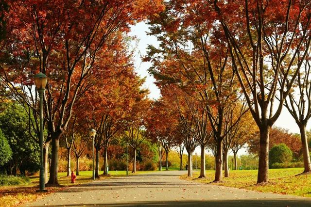 上海，红了！红叶刷屏预警