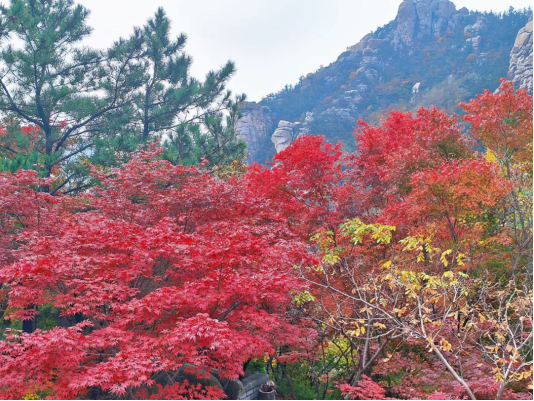 畅游青岛 文明相伴｜山海披红装，崂山进入高饱和度的秋天！