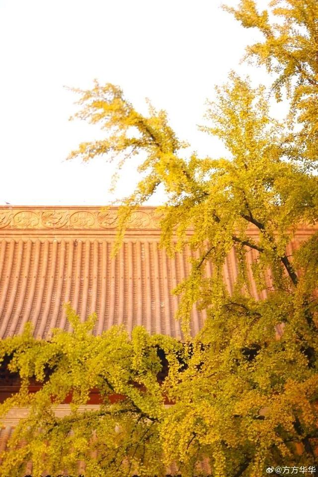 秦淮的银杏，悄悄黄了