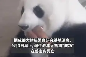 大熊猫“成功”猝然离世，终年23岁，约等同于人类70-80岁，“花花”没有妈妈了图片