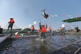 鱼米生金产业兴——河南省信阳市将水乡优势转化为发展新动能图片