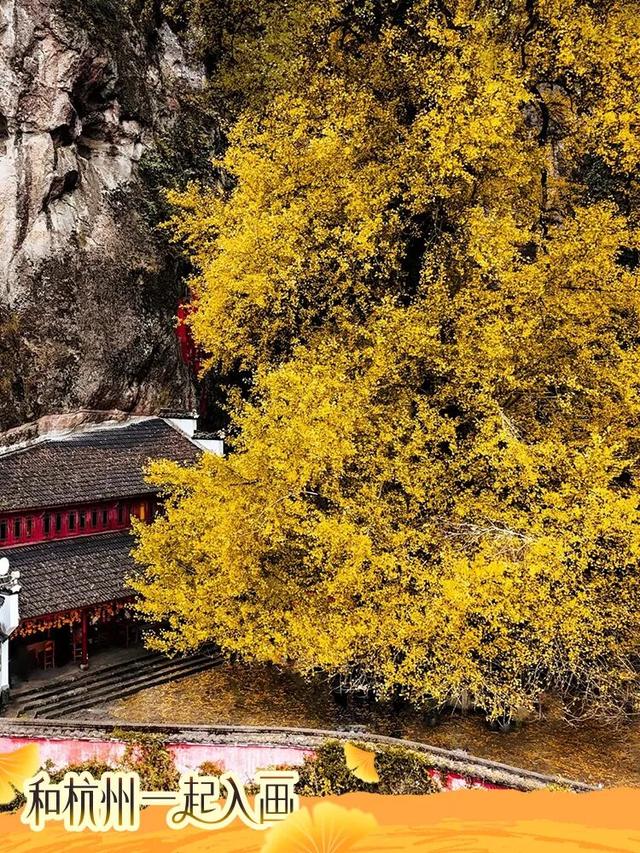 秋冬盛宴来袭，6条宝藏线路玩转杭城！