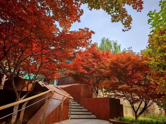 北京号最精彩 | 秋日“赶集”天花板！地坛银杏文化节明日开逛