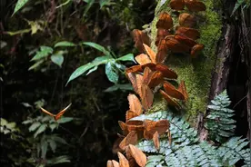 云南金平县将迎来蝴蝶大爆发奇观，专家预测数量可达近亿只图片