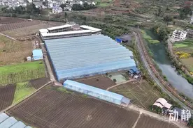 贵州“太空蔬菜”成熟，将销往上海等市场图片