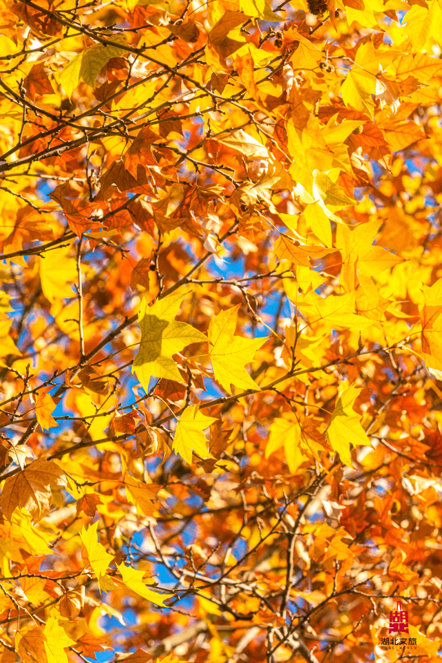 寒潮倒计时！再不来就迟了