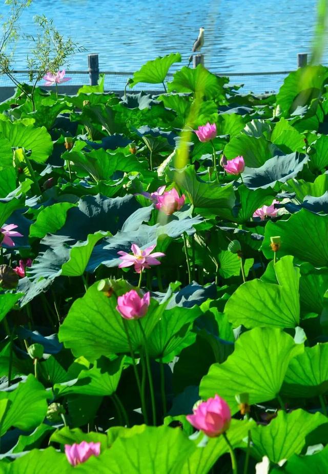 济南金秋打卡地TOP10发布！带你解锁泉城“醉”美秋天