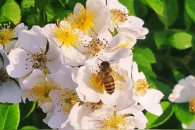 随笔||花丛中的蜜蜂图片