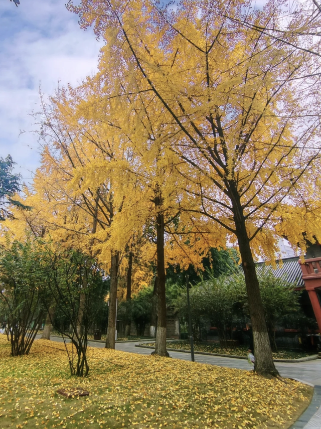顶流预警！青羊银杏观叶指南来了
