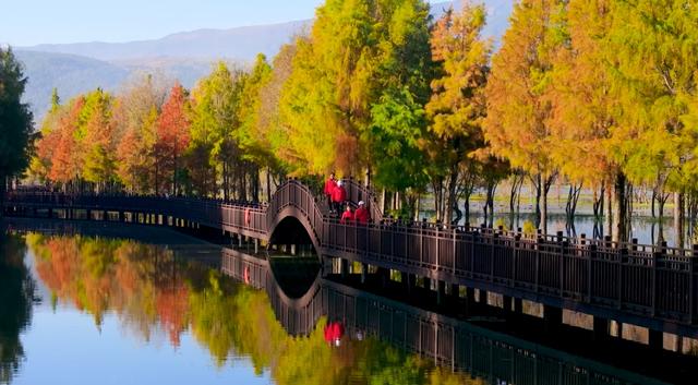 栈道穿红杉，候鸟掠湖面！大理这片湿地美成初冬油画